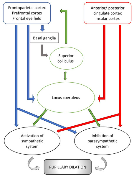 Schematic representation of pupillary pathways that are activated during cognitive and emotional processes, including arousal and vigilance.