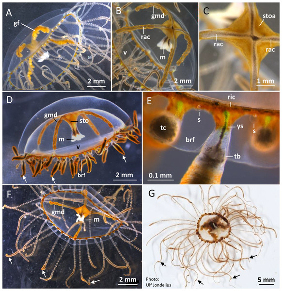 Gonionemus sp. Macromorphology of medusae and tentacles.