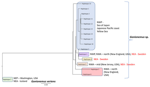 Gonionemus sp. Neighbor-joining tree of COI haplotypes based on Kimura two-parameter distances.