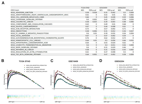 Gene Set Enrichment Analysis (GSEA) result of LBH in three independent datasets.