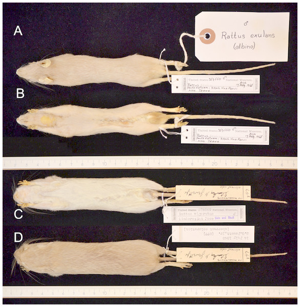 Albino (A, B) and complete leucistic (C, D) coat patterns in the Polynesian rat.