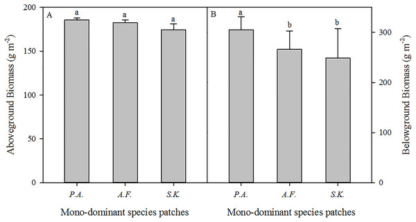 The aboveground (A) and belowground biomass (B) of three mono-dominant species patches in August 2013.