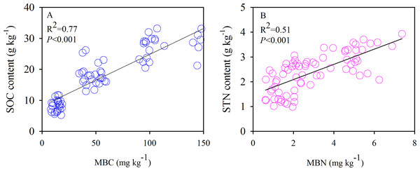 Correlations of SOC content with MBC (A), and STN content with MBN (B), respectively.
