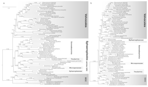Bayesian consensus trees inferred from analyses of concatenated (A) nucleotide and (B) amino acid chloroplast data (58 protein-coding genes).