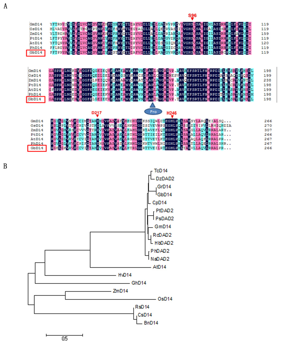 Functional Analysis Of The GbDWARF14 Gene Associated With Branching ...