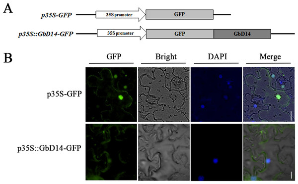 Functional Analysis Of The GbDWARF14 Gene Associated With Branching ...