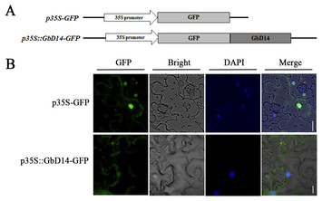 Functional Analysis Of The GbDWARF14 Gene Associated With Branching ...