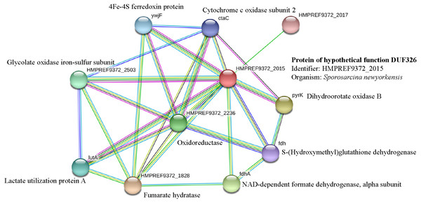 Relationship between genes encoding protein of hypothetical function DUF326 (from Sporosarcina newyorkensis) and other proteins as identified by the STRING software.