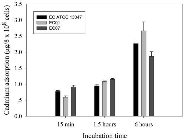 Time-course cadmium adsorption by E. cloacae tolerant strain (EC01), intolerant strain (EC07) and ATCC strain grown in LB broth containing 0.2 mM CdCl2 at 37 °C.