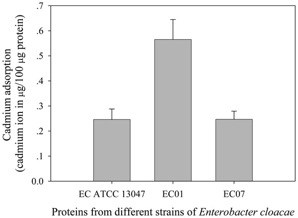 Cadmium adsorptivity of whole cell proteins from E. cloacae tolerant strain (EC01), intolerant strain (EC07) and ATCC strain.