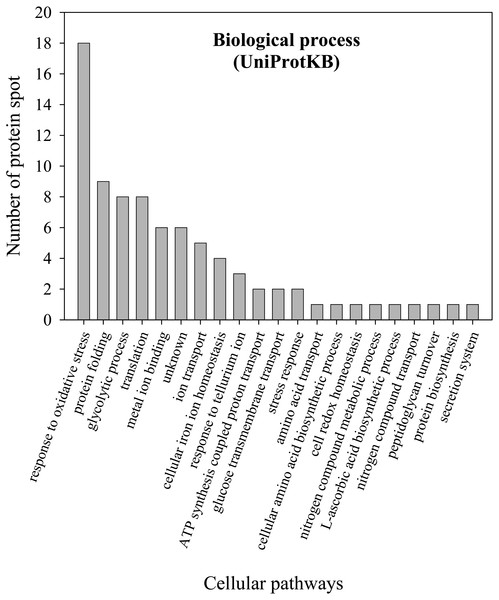 Numbers of proteins involved in various biological processes of E. cloacae ATCC 13047.