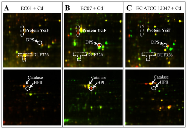 The superimposed of 2D-DIGE gels representing differentially expressed proteins of E. cloacae strains EC01 (A), EC07 (B) and ATCC 13047 (C) in the presence of cadmium ions at different locations (zoomed gels).