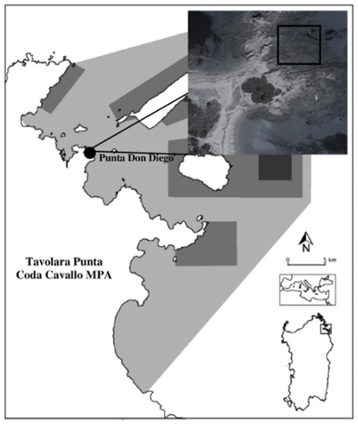 Localization of the study area in Tavolara Punta Coda Cavallo Marine Protected Area.