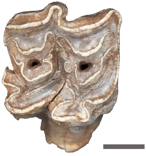 Example of teeth assigned to Equus capensis (Specimen CD 5881, Upper M1).
