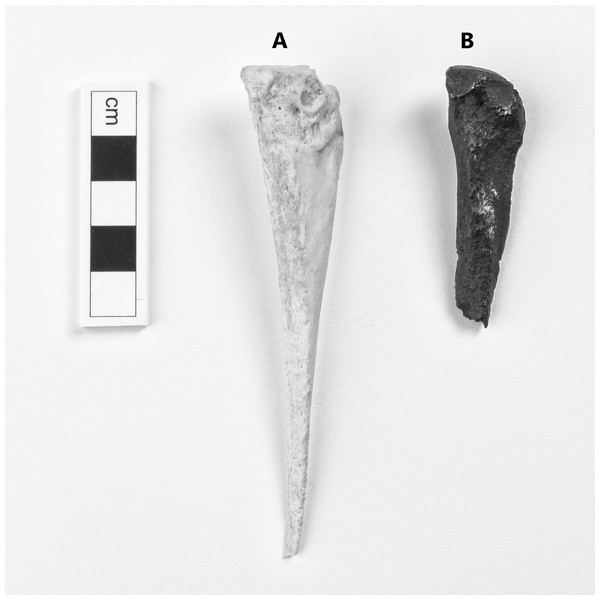 (A) a right metacarpal IV of Equus quagga (AZ 1131). B: CD 24345, a right metacarpal IV, which is likely from Eurygnathohippus cornelianus (see Table 2).