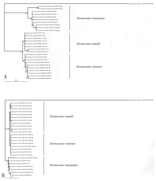 (A) The bayesian inference (BI) analysis based on COI sequences of the three species in Dermacentor; (B) The bayesian inference (BI) analysis based on ITS2 sequences of the three species in Dermacentor