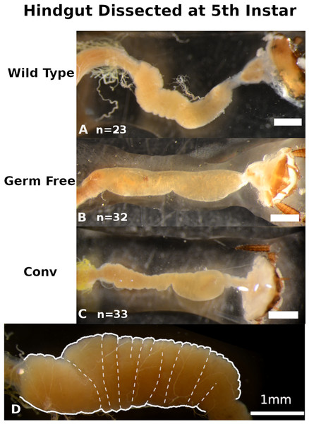 Qualitative comparisons of hindgut morphology in fifth instar Periplaneta americana.