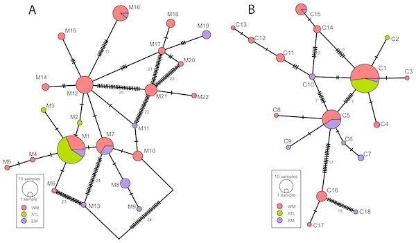 Minimum spanning network representing the haplotypes of D. fasciola and D. mediterranea sampling inferred from (A) cox1 and (B) rbcL-rbcS markers.