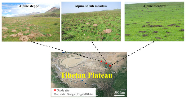 Location of the three major alpine rangeland and the morphological characteristics of zokor mounds.