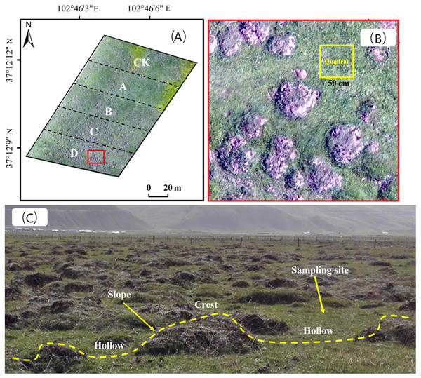 (A) The gradient division of zokor mounds density; (B) sample plot setting and sampling site distribution; (C) the different geomorphologic locations of stabilized rangeland disturbed by plateau zokor.