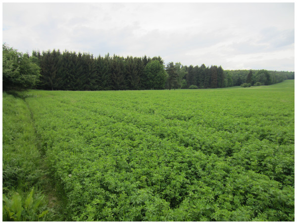 Typical alfalfa field used for the search of hidden roe deer fawns (study area Lány, 26th May 2016).