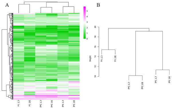 Heatmap and hierarchical clustering dendrogram of DEGs.