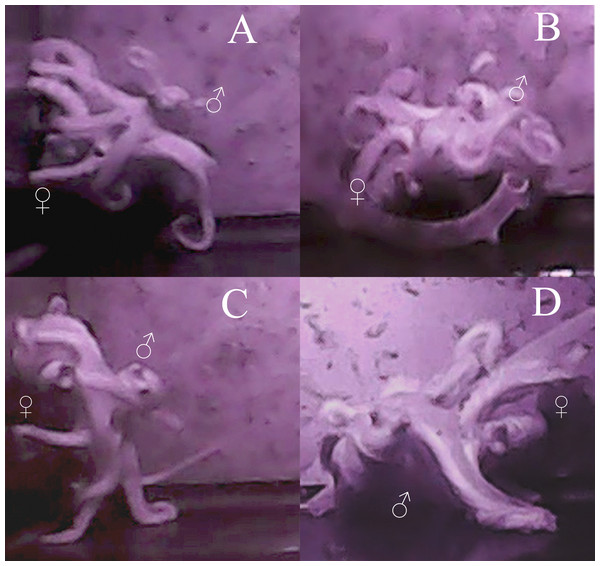 Images of mating behaviors captured from video.