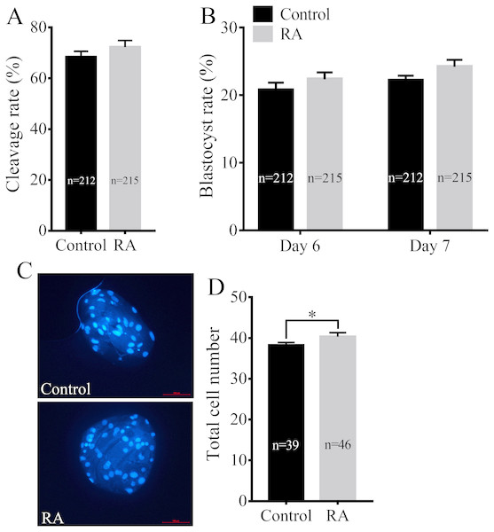 Effects of RA treatment during IVM on the developmental competence of porcine SCNT embryos.