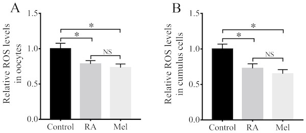 RA treatment during IVM attenuated intracellular ROS levels in porcine oocytes and cumulus cells.