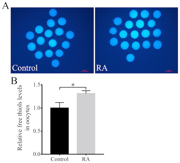 RA treatment during IVM improves intracellular free thiols levels in porcine oocytes.