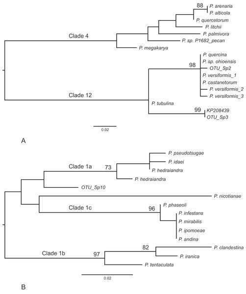 Phylogenetic trees for the ITS1 locus.
