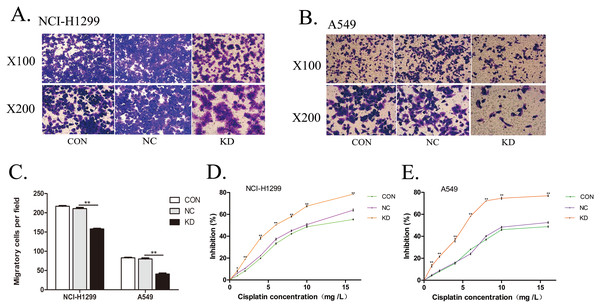 Detection of invasion and cisplatin resistance in lung adenocarcinoma cells.