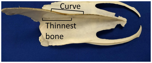 The curve in keels of Magellanic penguins’ sterna overlaps the area of thinnest bone.
