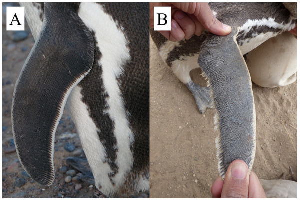 Feather wear on the trailing edges of adult Magellanic penguins’ flippers.