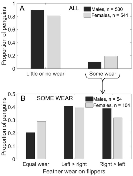 More female Magellanic penguins than males had feather wear on the trailing edge of the flippers, and more females (n = 74) than males (43) had asymmetrical wear (more wear on one flipper than on the other).