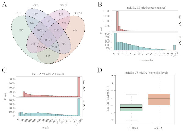 LncRNA characterization and gene expression.