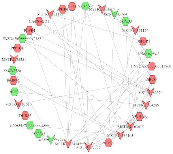 The network between DE-mRNAs and DE-lncRNAs in the follicular phase.