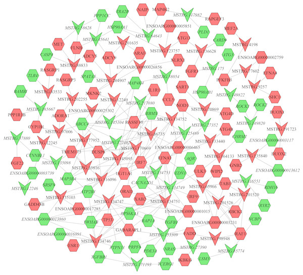 The network between DE-mRNAs and DE-lncRNAs in the luteal phase.