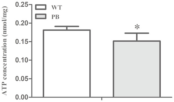 ATP concentration in myocardial tissue of WTmice and RyR2-PBmice.