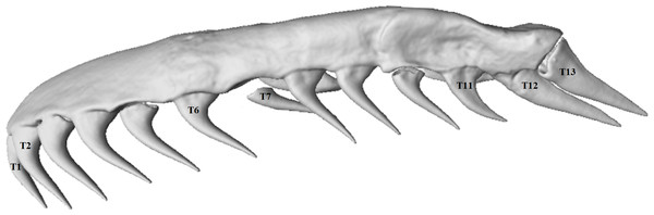 Micro-CT (computed tomography) reconstruction of the left maxilla of a mole snake, showing the maxillary teeth chosen for statistical analyses.