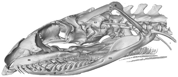 Micro-CT (computed tomography) reconstruction of the left lateral view of a male mole snake skull showing the cranium (cr), quadrate (q), compound (co), dentary (d) and maxilla (m) bones.