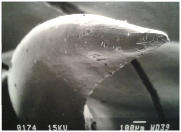 SEM (Scanning-Electron Microscopy) image of a posterior dentary tooth of a male mole snake, highlighting the blade-like carina on the posterior edge.