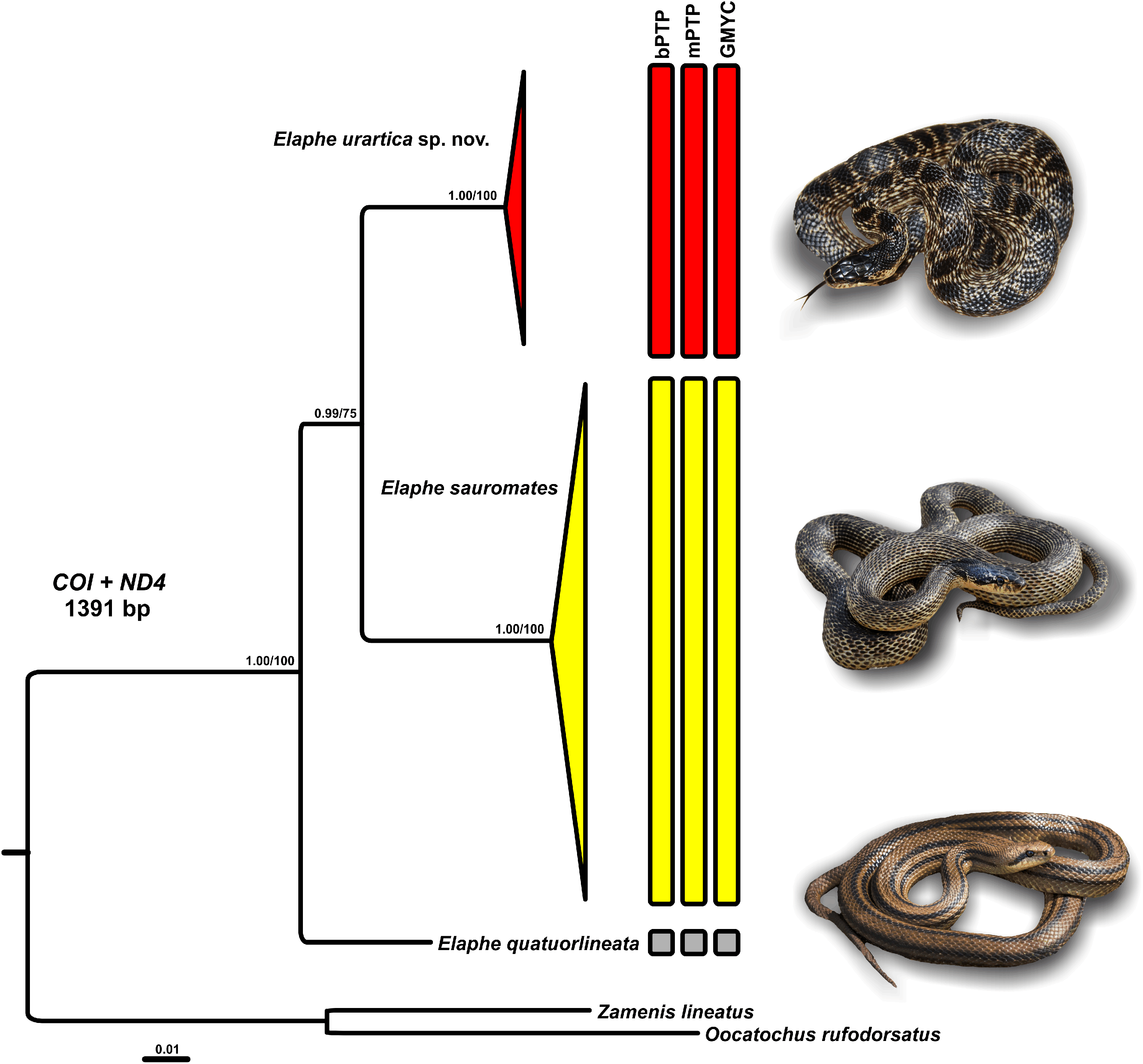 Snake Evolution Tree