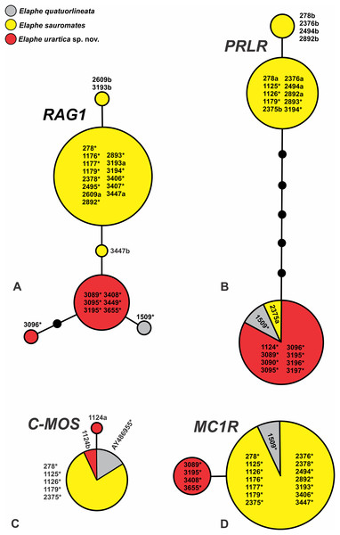 Nuclear allele network of the phased sequences of RAG1 (A), PRLR (B), C-MOS (C), and MC1R (D) of Elaphe quatuorlineata (gray), E. sauromates (yellow), and E. urartica sp. nov. (red).