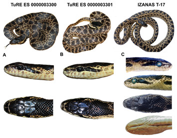 The Biogeography Of Elaphe Sauromates (pallas, 1814), With A 