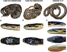 The biogeography of Elaphe sauromates (Pallas, 1814), with a ...