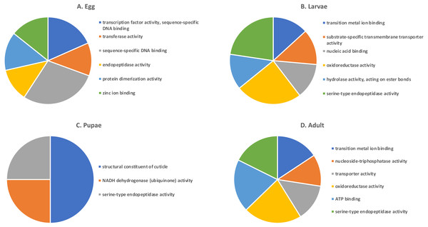 Top GO terms for genes with low expression in each T. castaneum life stage.