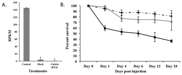 Effects of injection of CPG dsRNA in T. castaneum larvae.