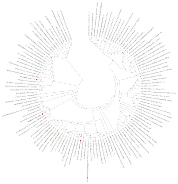 T. castaneum. cuticle protein maximum likelihood tree.