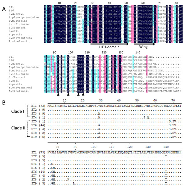 Alignment of iscR protein sequences of H. parasuis.